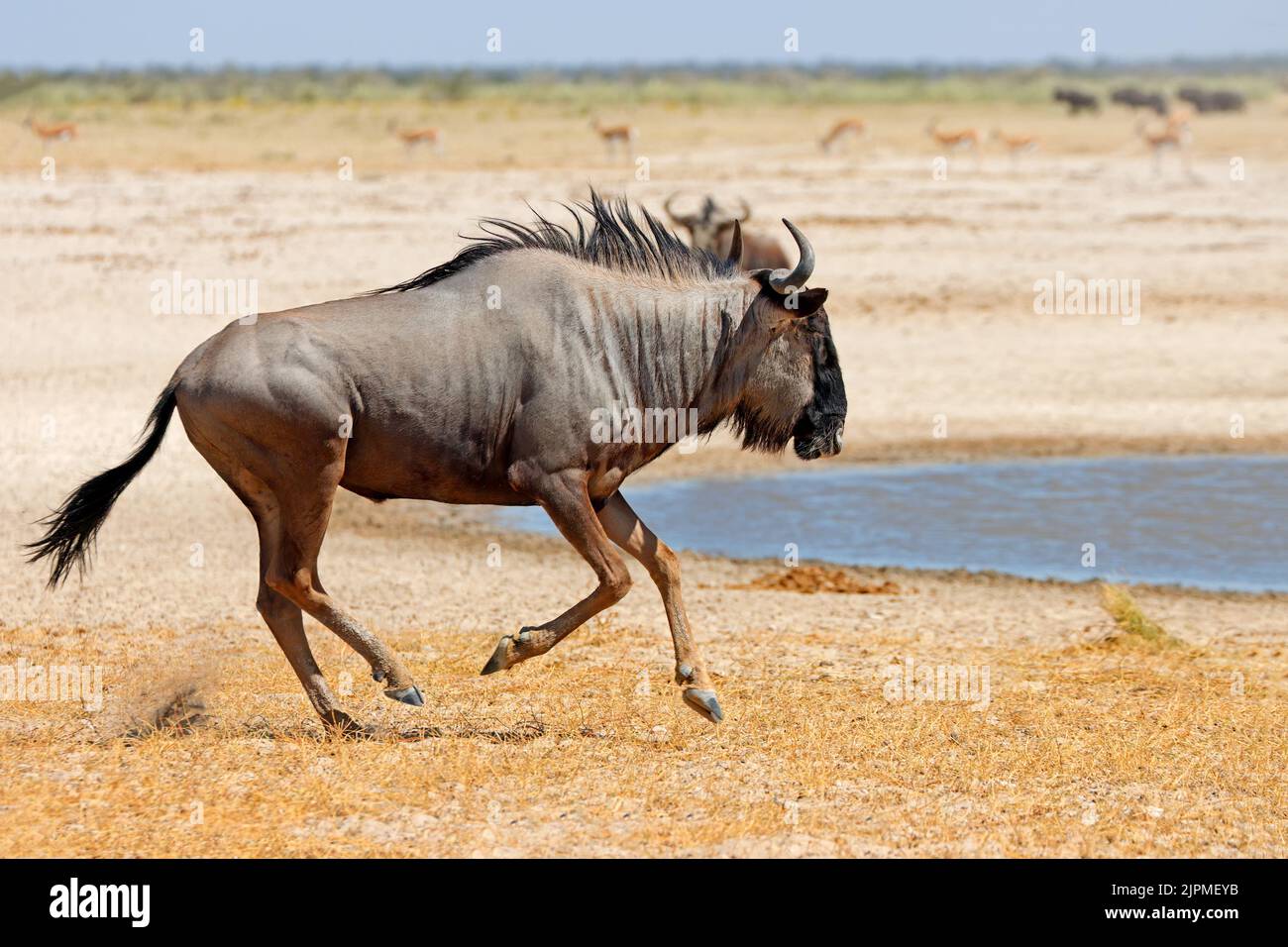 Blue wildebeest (Connochaetes taurinus) running on arid plains, Etosha National Park, Namibia Stock Photo