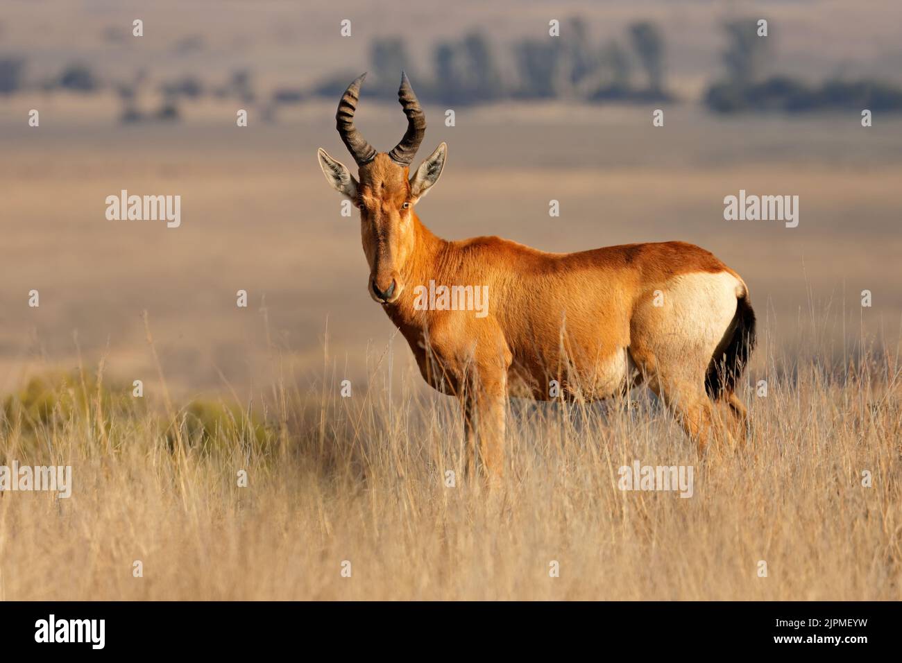 A red hartebeest (Alcelaphus buselaphus) standing in open grassland, South Africa Stock Photo