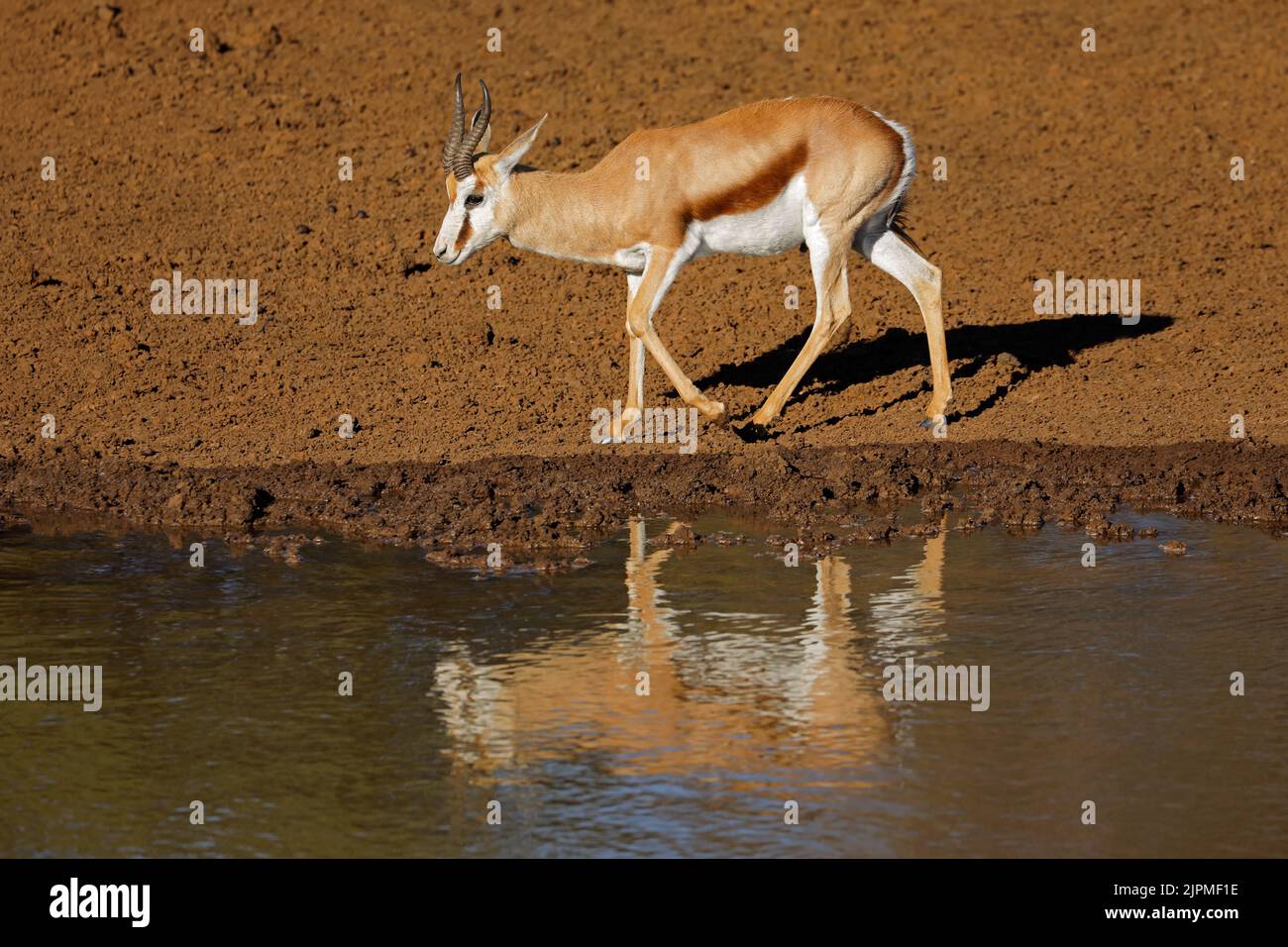 A springbok antelope (Antidorcas marsupialis) at a waterhole, Mokala National Park, South Africa Stock Photo