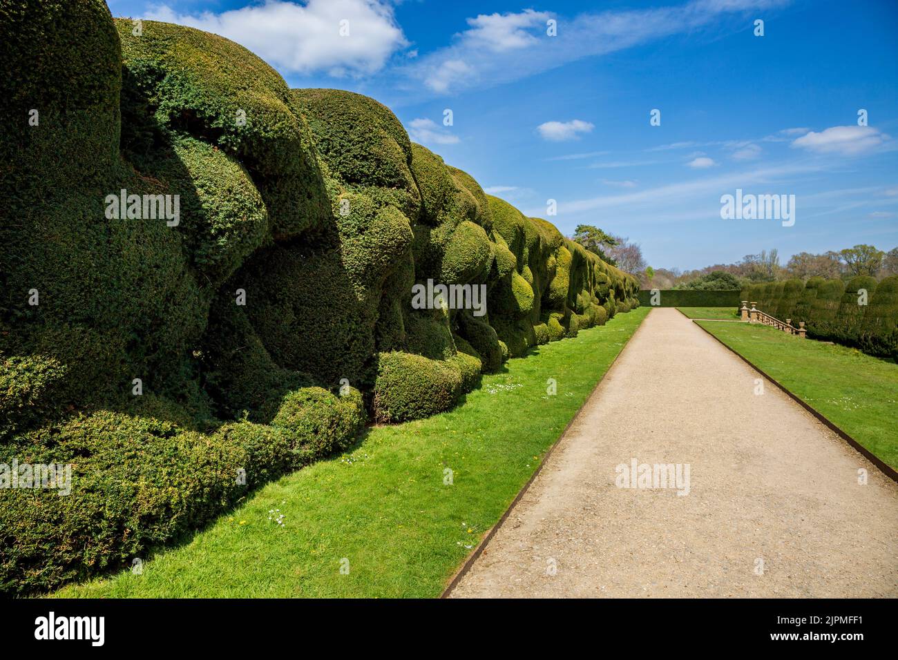 The Wibbly Wobbly Yew hedge in the grounds of Montacute House, Somerset, England Stock Photo