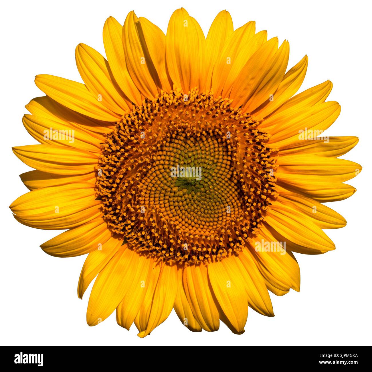 Blooming sunflower flower. Isolated on a white background Stock Photo ...
