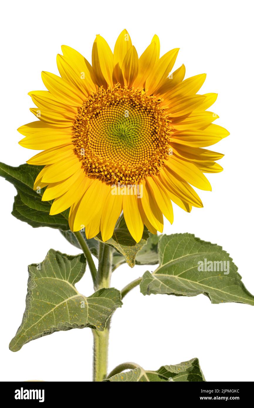 Blooming sunflower flower. Isolated on a white background Stock Photo ...