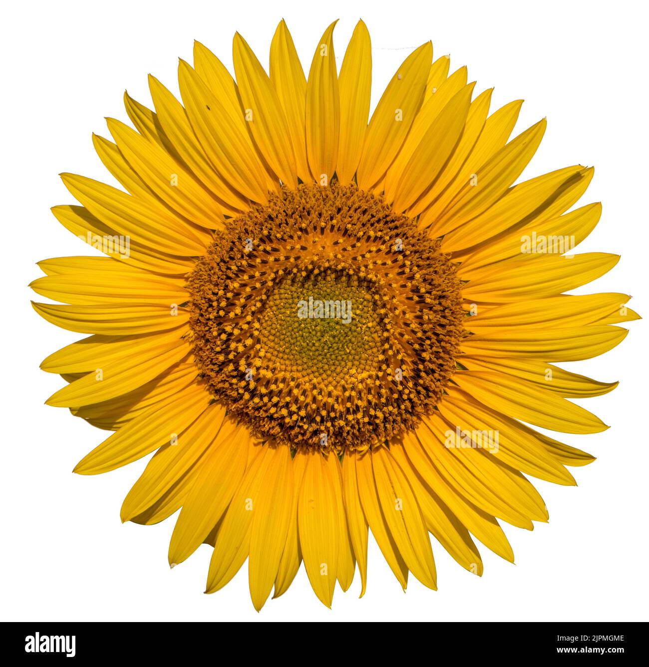 Blooming sunflower flower. Isolated on a white background Stock Photo ...