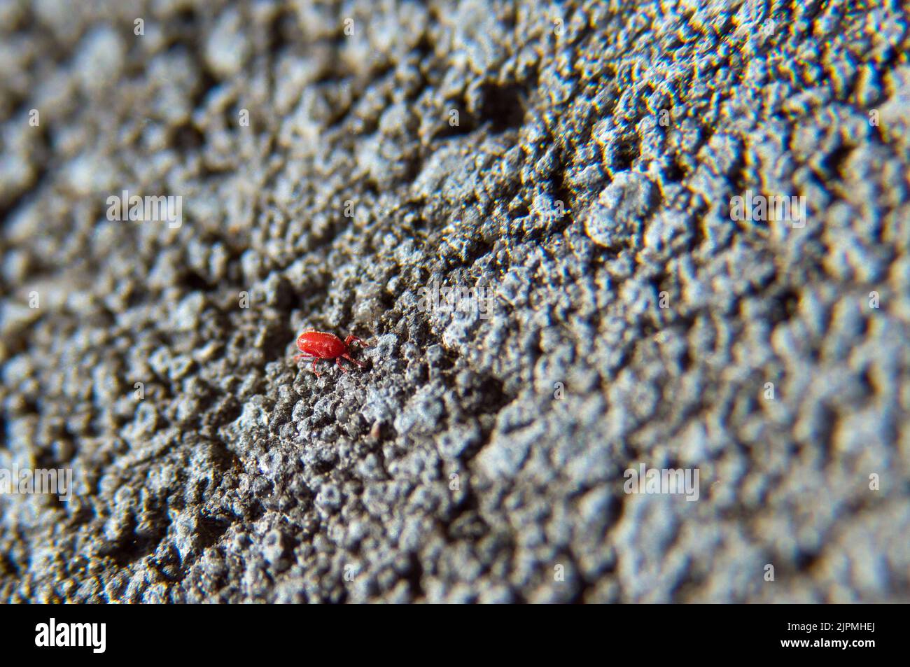 Red Mite on concrete Stock Photo