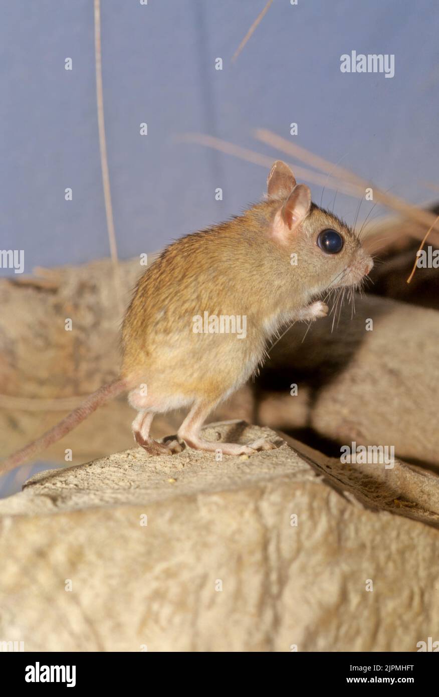 The northern hopping mouse (Notomys aquilo) is a species of rodent in the family Muridae. Stock Photo