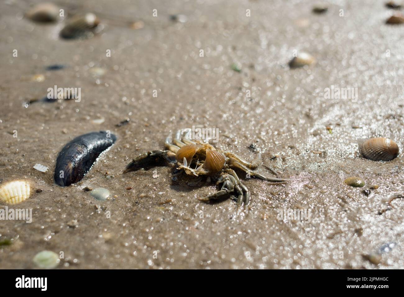 Dead crab on the beach Stock Photo