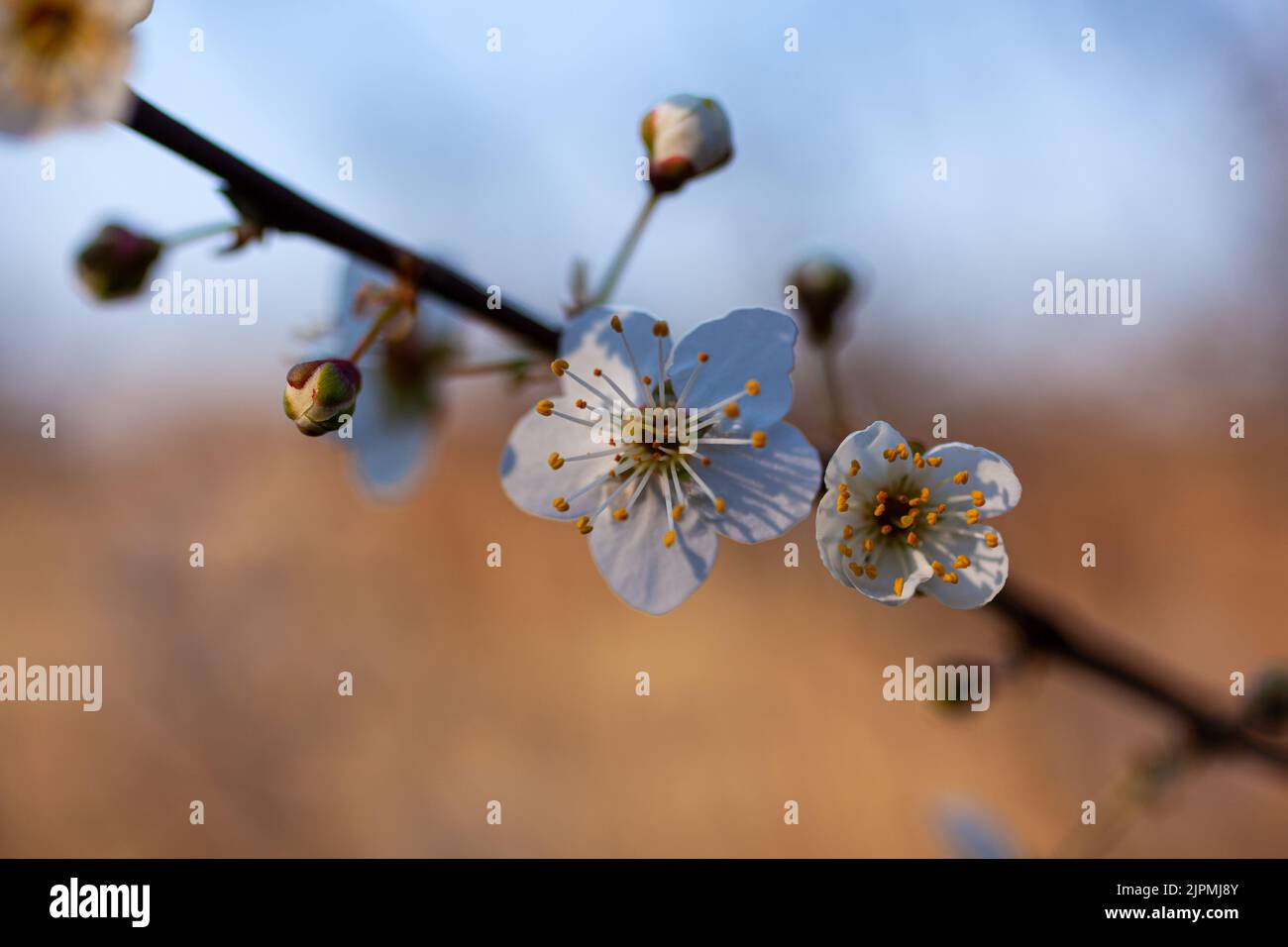 Close up of a beautiful branch of a tree with almond blossoms, Strunjan. Slovenia Stock Photo