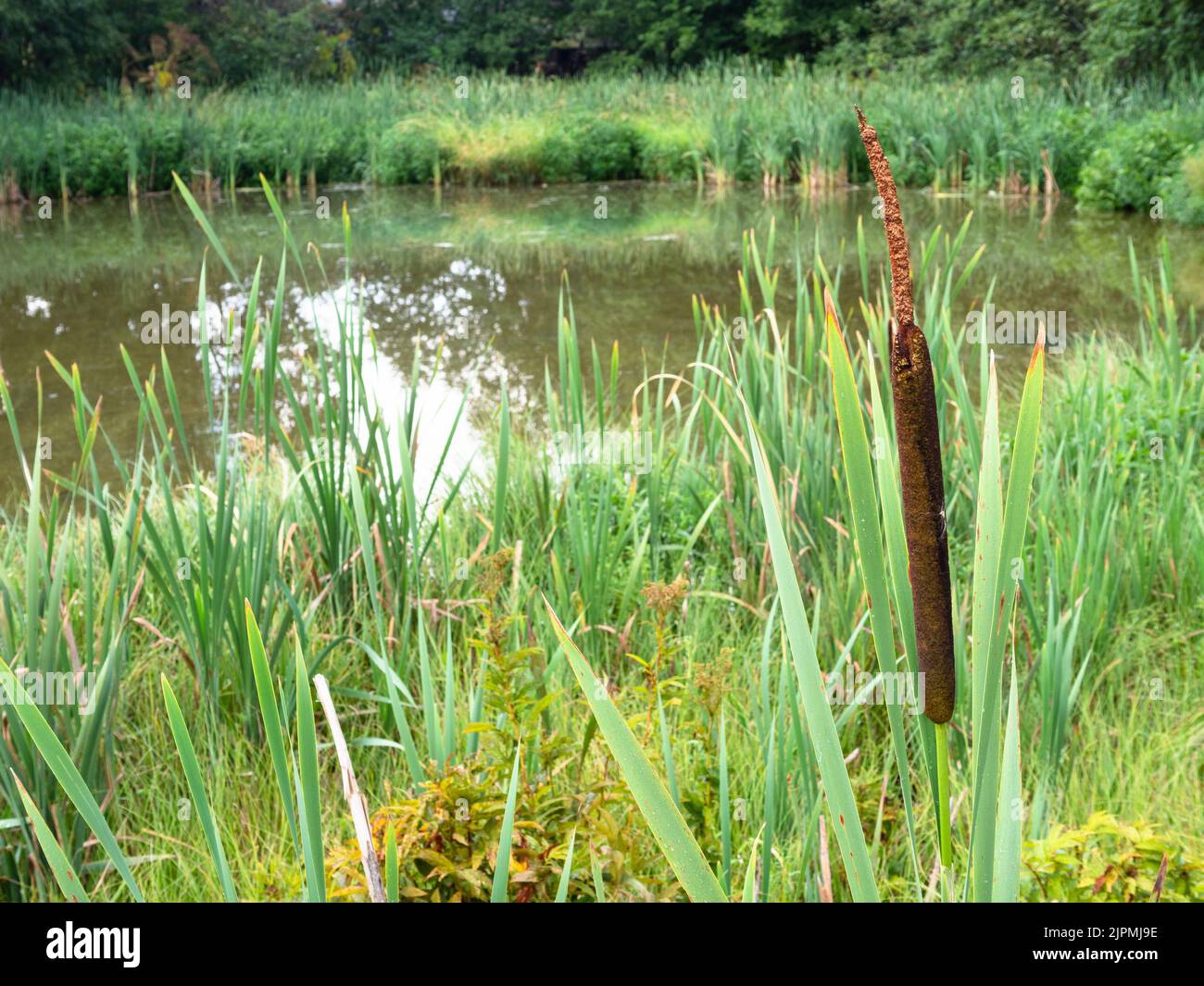 reed beds on river bank on summer day (focus on bulrush seed head on