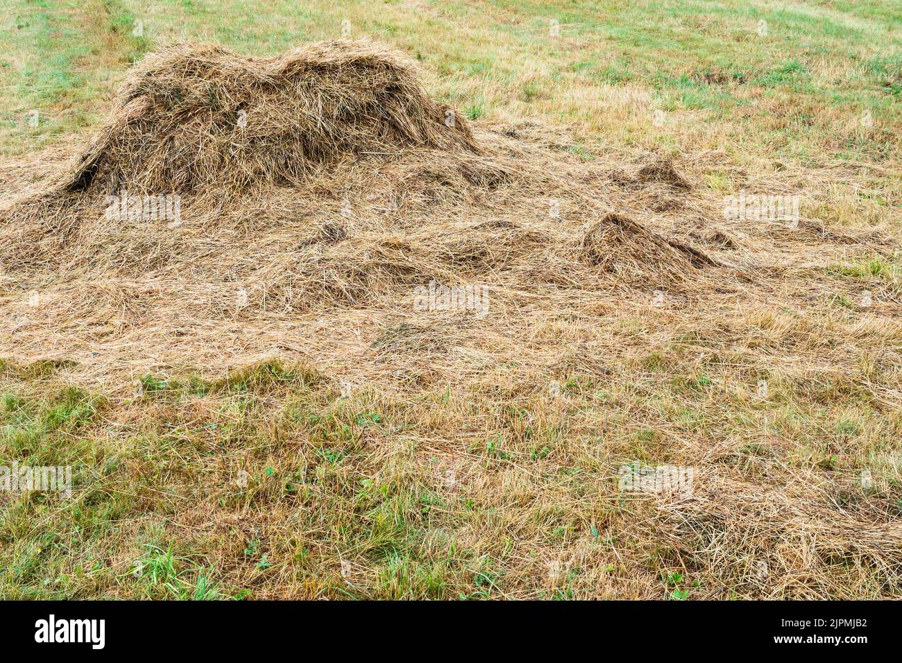 scattered hay bale on mowed meadow after summer rain Stock Photo Alamy
