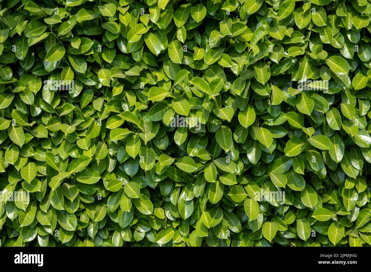 A small area of bright green common laurel hedge flat on to camera