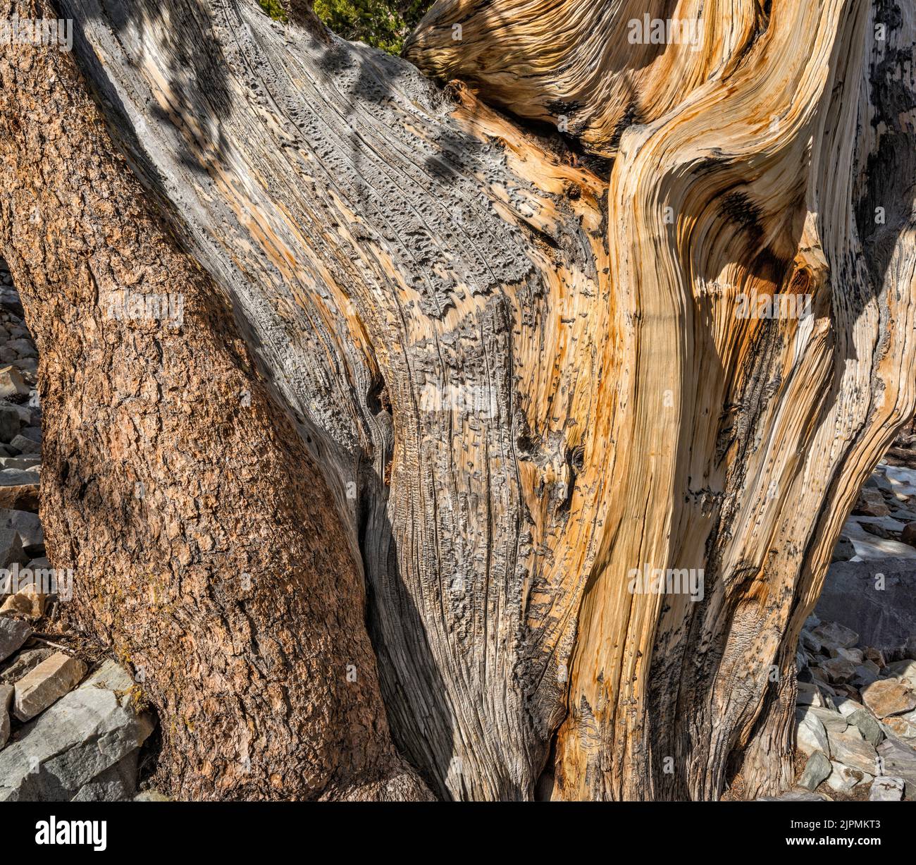Trunk of bristlecone pine, Pinus longaeva, Great Basin National Park, Nevada, USA Stock Photo