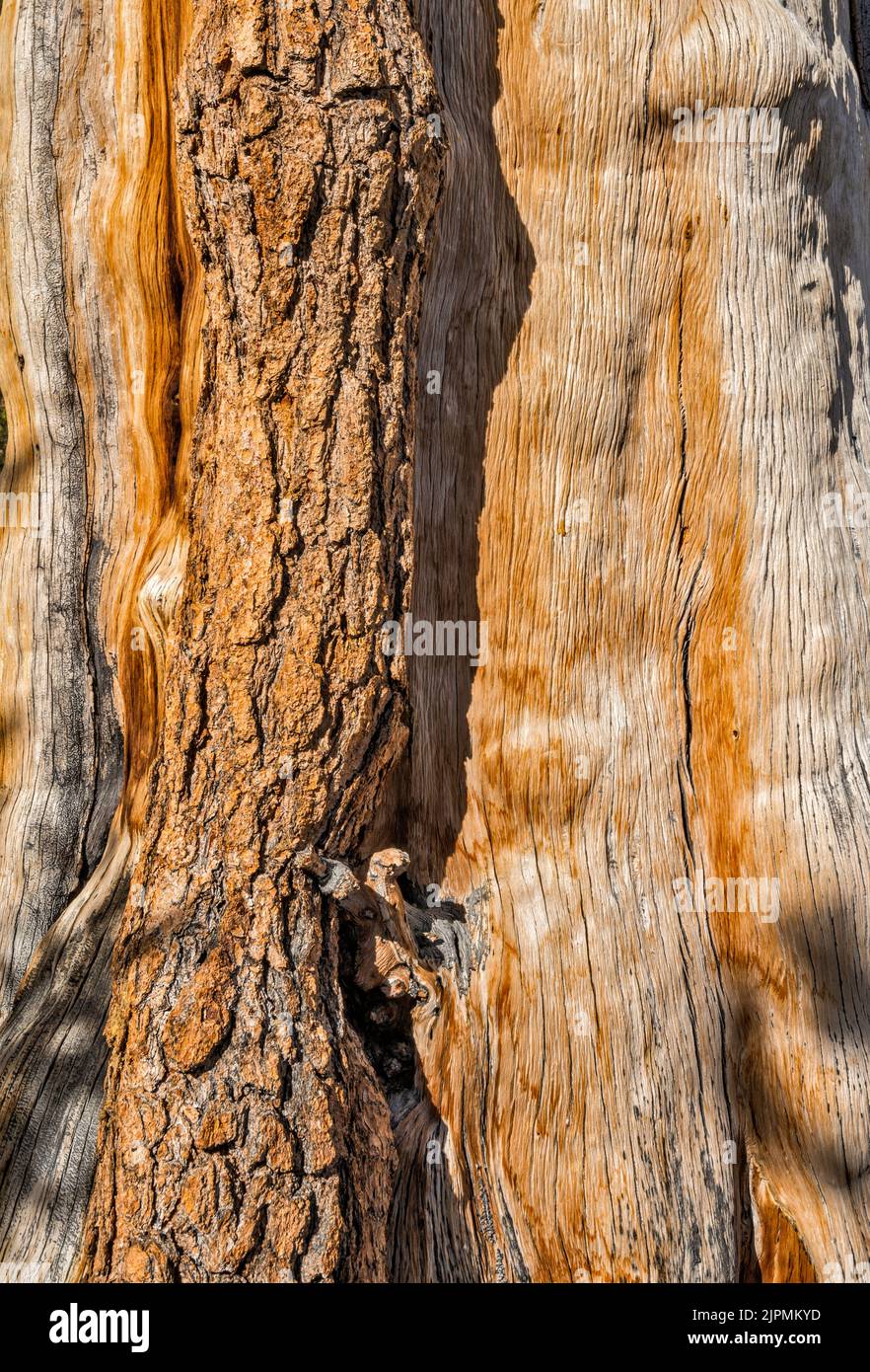 Trunk of bristlecone pine, Pinus longaeva, Great Basin National Park, Nevada, USA Stock Photo