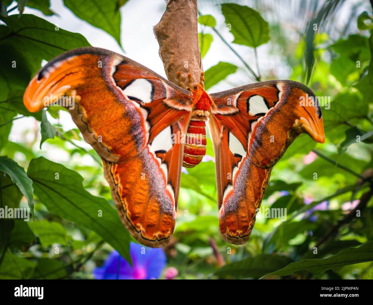 Attacus atlas large saturniid moth hi-res stock photography and images ...