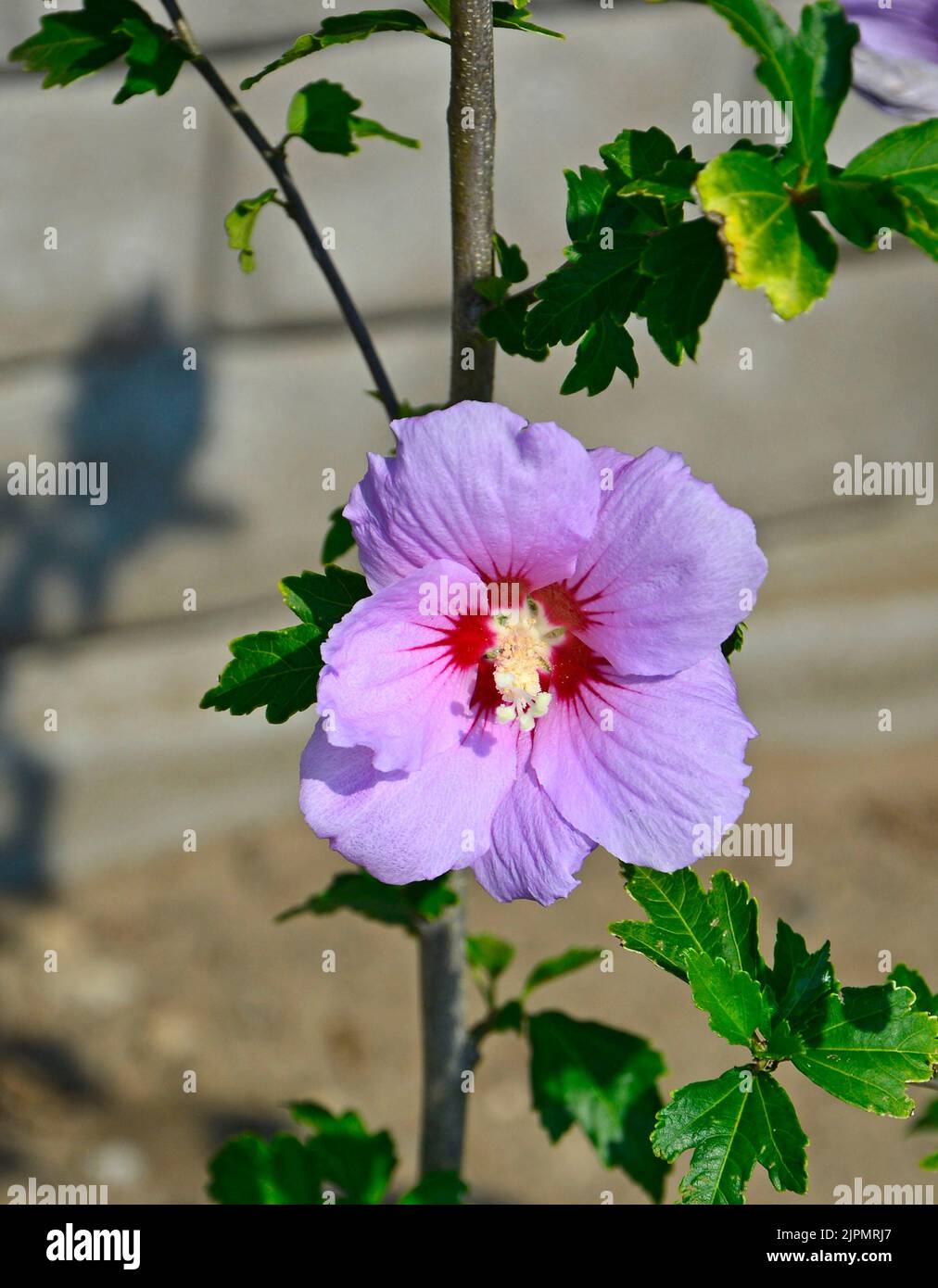 Hibiscus flower developed hi-res stock photography and images - Alamy
