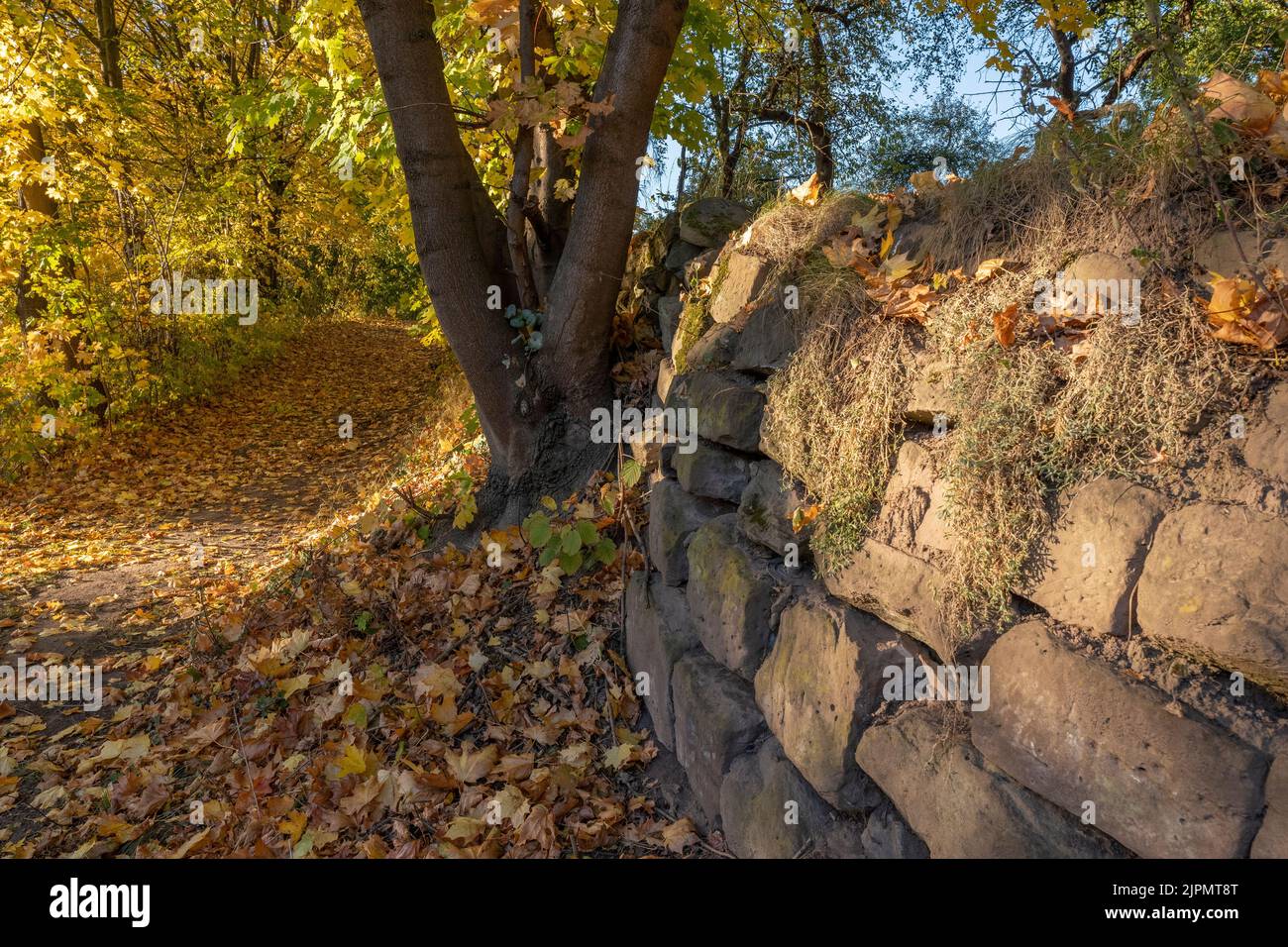 Natural stone wall on a path covered with colorful autumn leaves Stock Photo