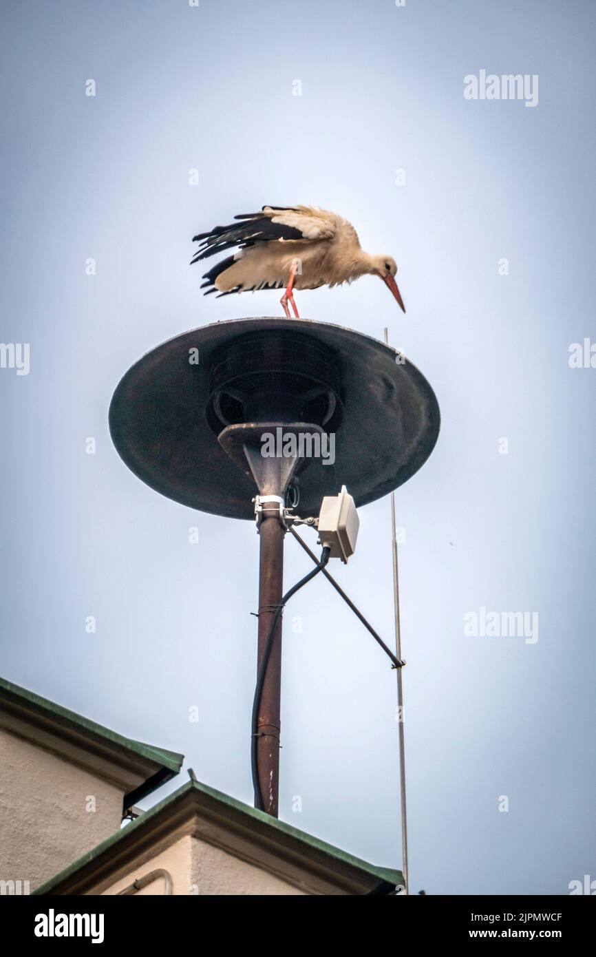 Storch steht auf Sirene , Bad Neustadt an der Saale, Rhön Grabfeld, Unterfranken, Bayern Stock Photo