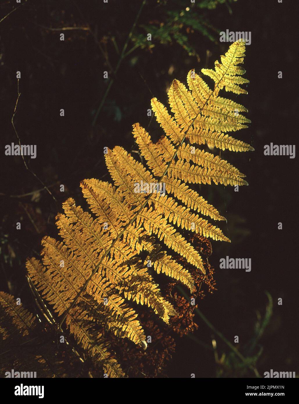 Yellowing fern leaf hi-res stock photography and images - Alamy