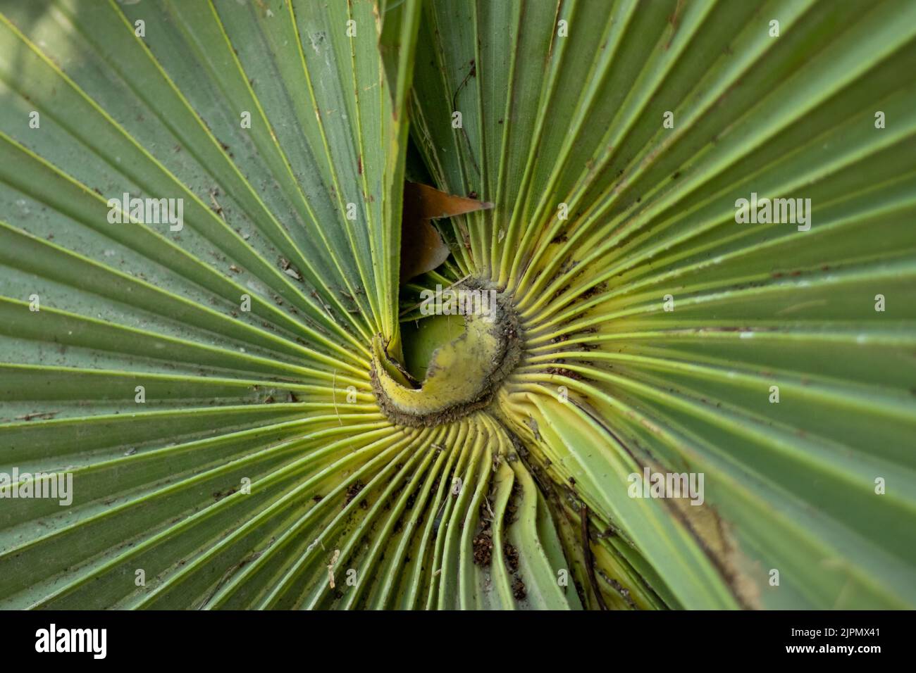 Palmyra palm (Borassus flabellifer) leaves are used for thatching and making mats, baskets, fans, hats, umbrellas, and as a writing material. Stock Photo
