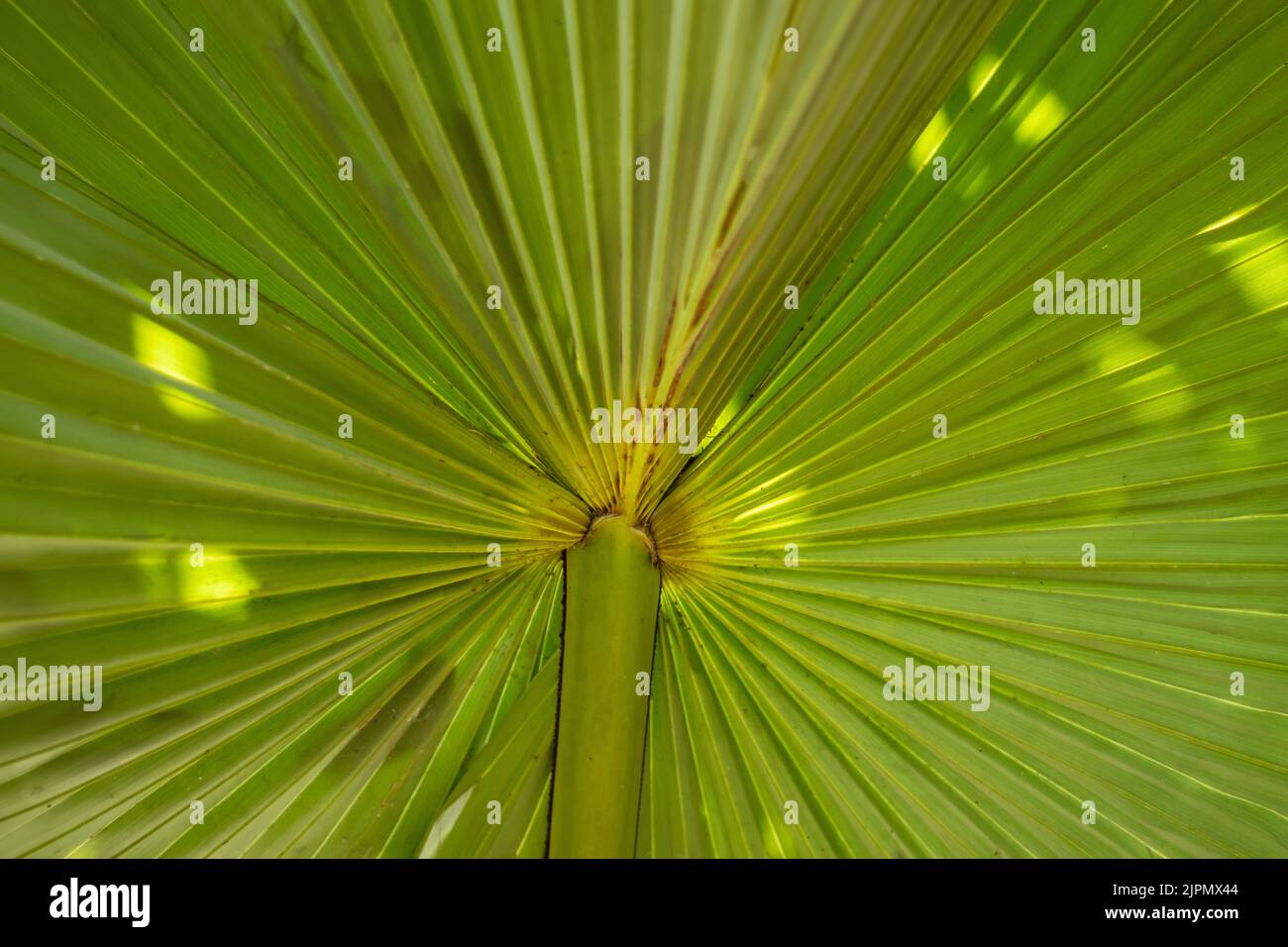Palmyra Palm leaves, African fan palm, borassus palm, doub palm, great fan palm, lontar palm, ron palm, tala palm, tal-palm, toddy palm, wine palm lea Stock Photo