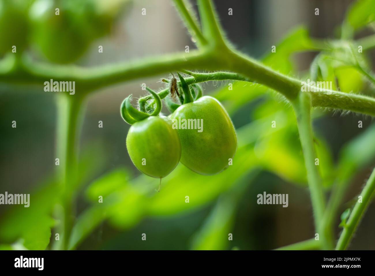 Raw or green tomatoes are many nutrients, and antioxidants, and raw tomatoes may prevent or help treat a wide range of health issues. Stock Photo