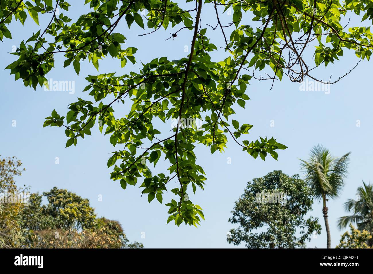 The blue sky with white clouds between the leaves and branches of different types of small and large trees Stock Photo