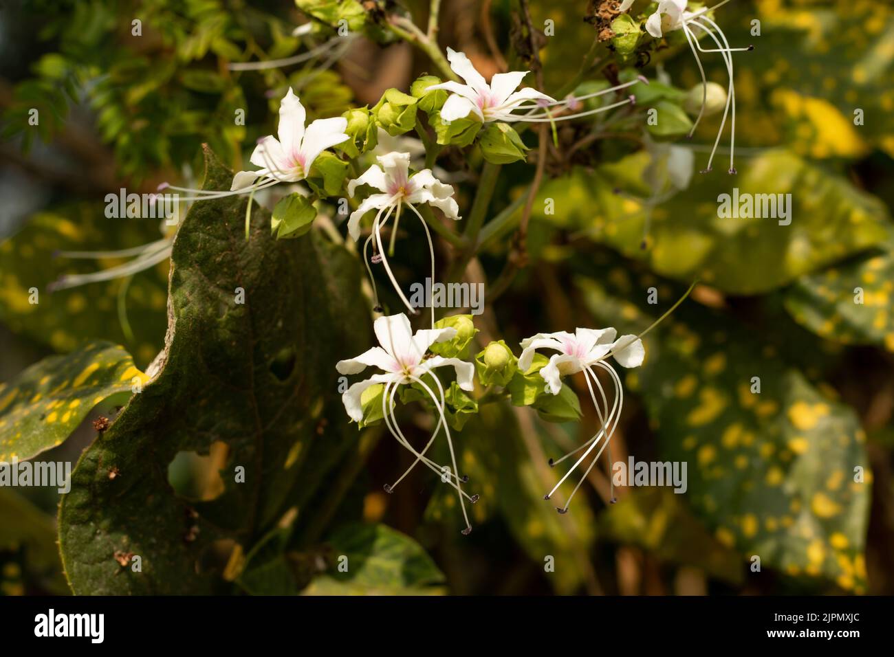 The flowers are strongly protandrous also known as bhat or hill glory bower belong family Lamiaceae. Clerodendrum infortunatumis a gregarious woody sh Stock Photo