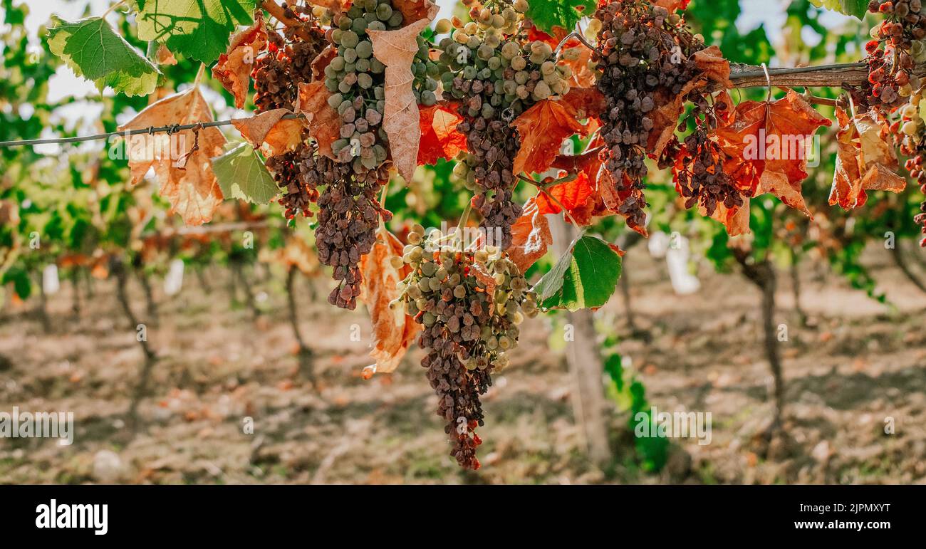 drying grapes in France due to hot weather of summer 2022 Stock Photo