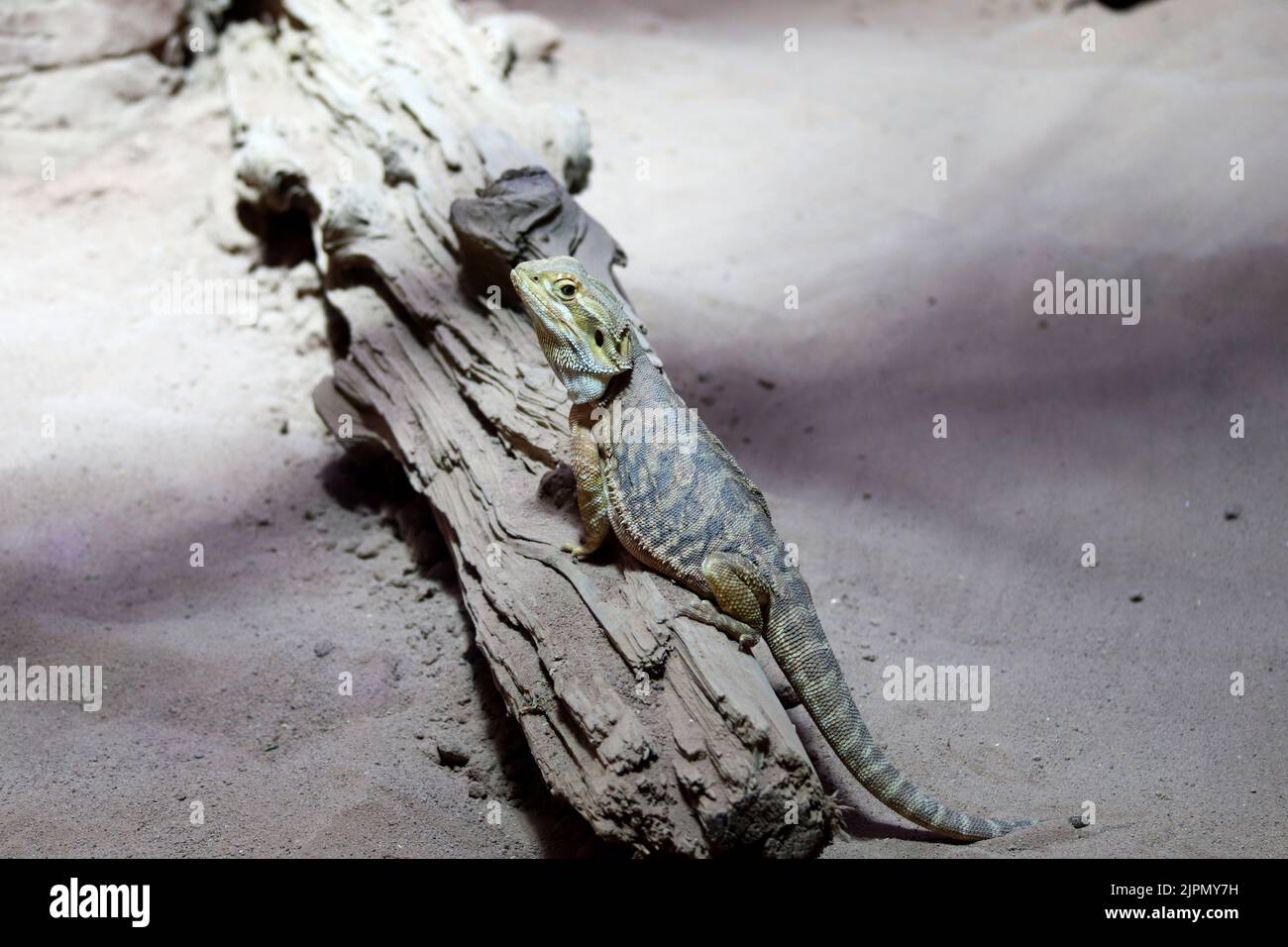 Bearded dragon (Pogona Vitticeps) is australian lizard with close up Stock Photo