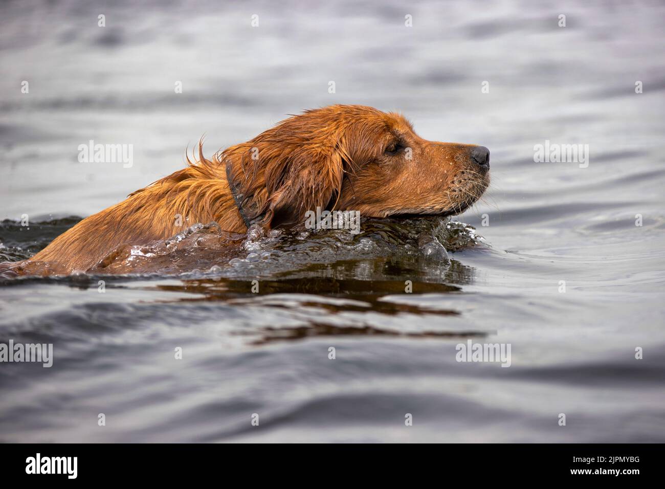 Golden retriever dog swimming in a lake. Stock Photo