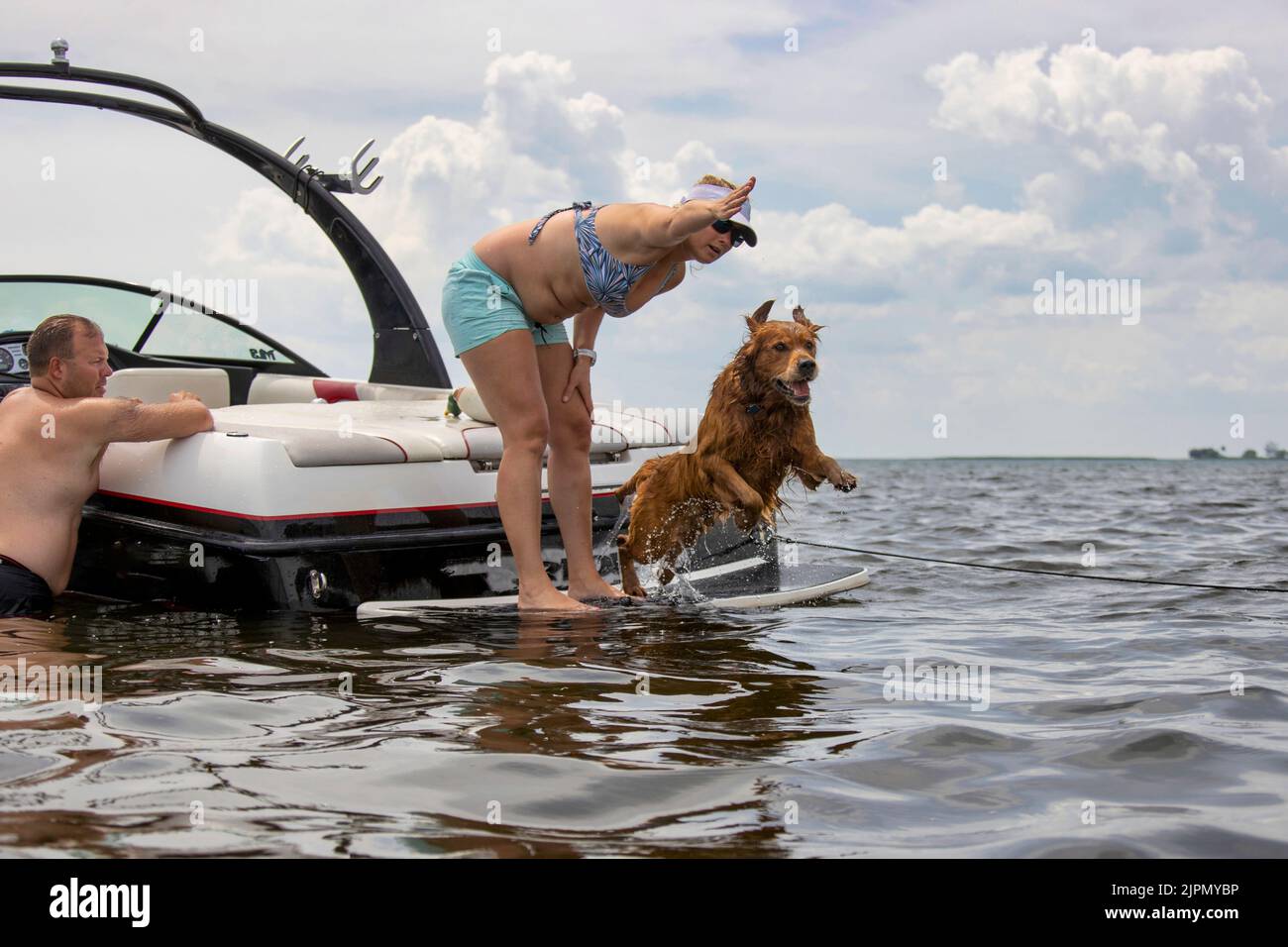 Woman commanding a golden retriever dog to leap off a boat during a training session. Stock Photo