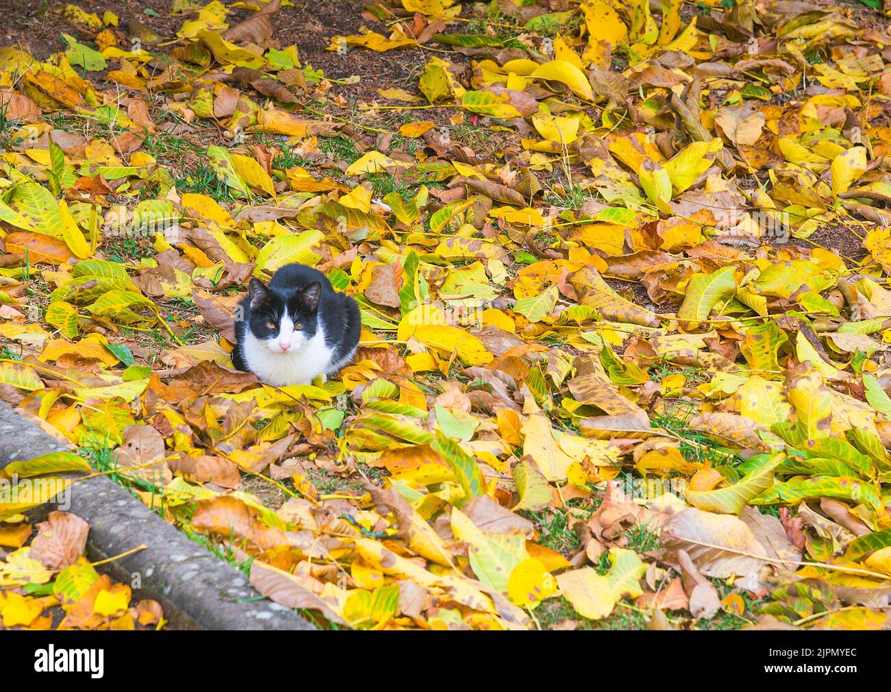 black-and-white-cat-stock-photo-alamy