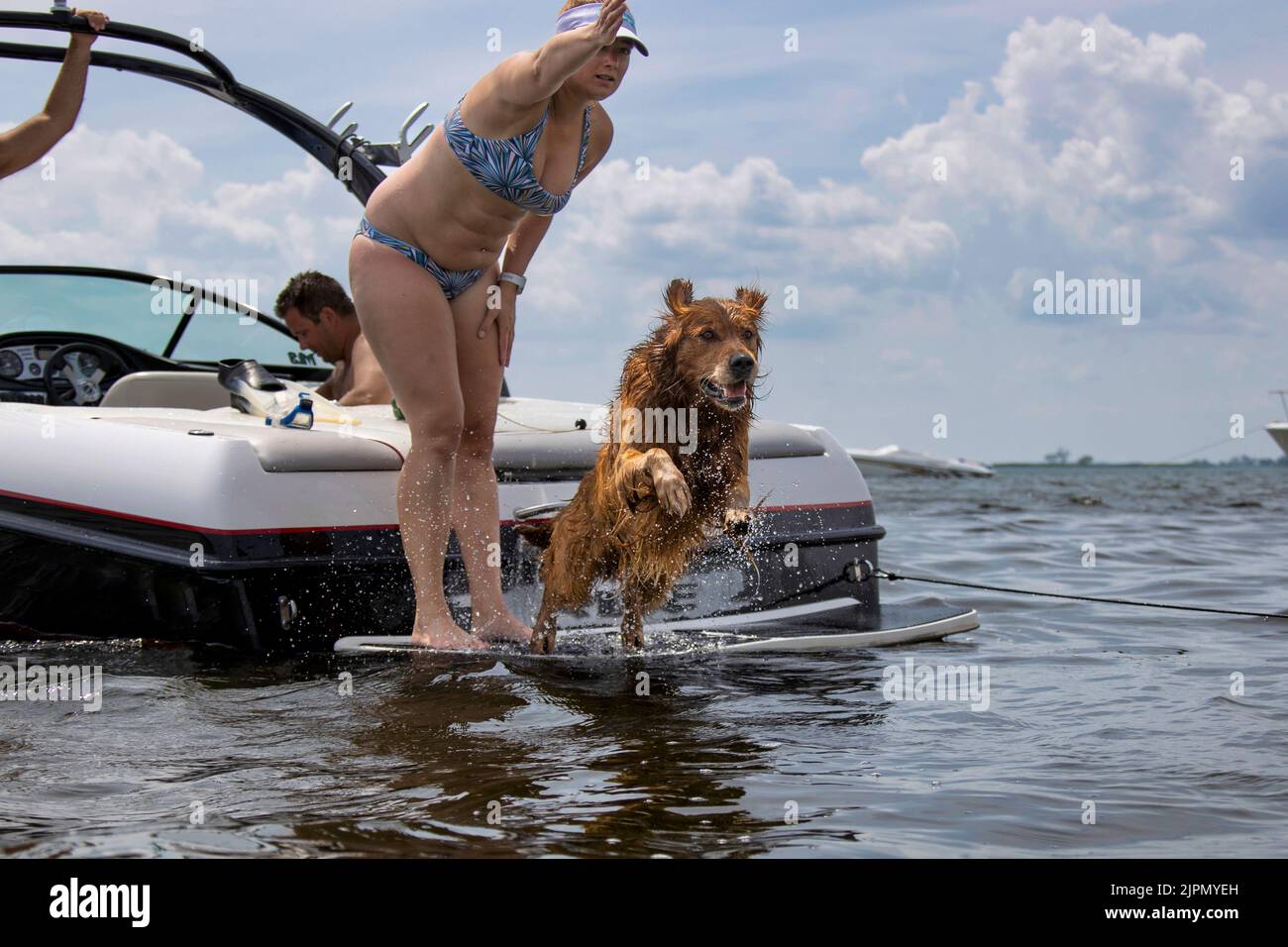 A woman training a golden retriever dog to jump into the water. Stock Photo