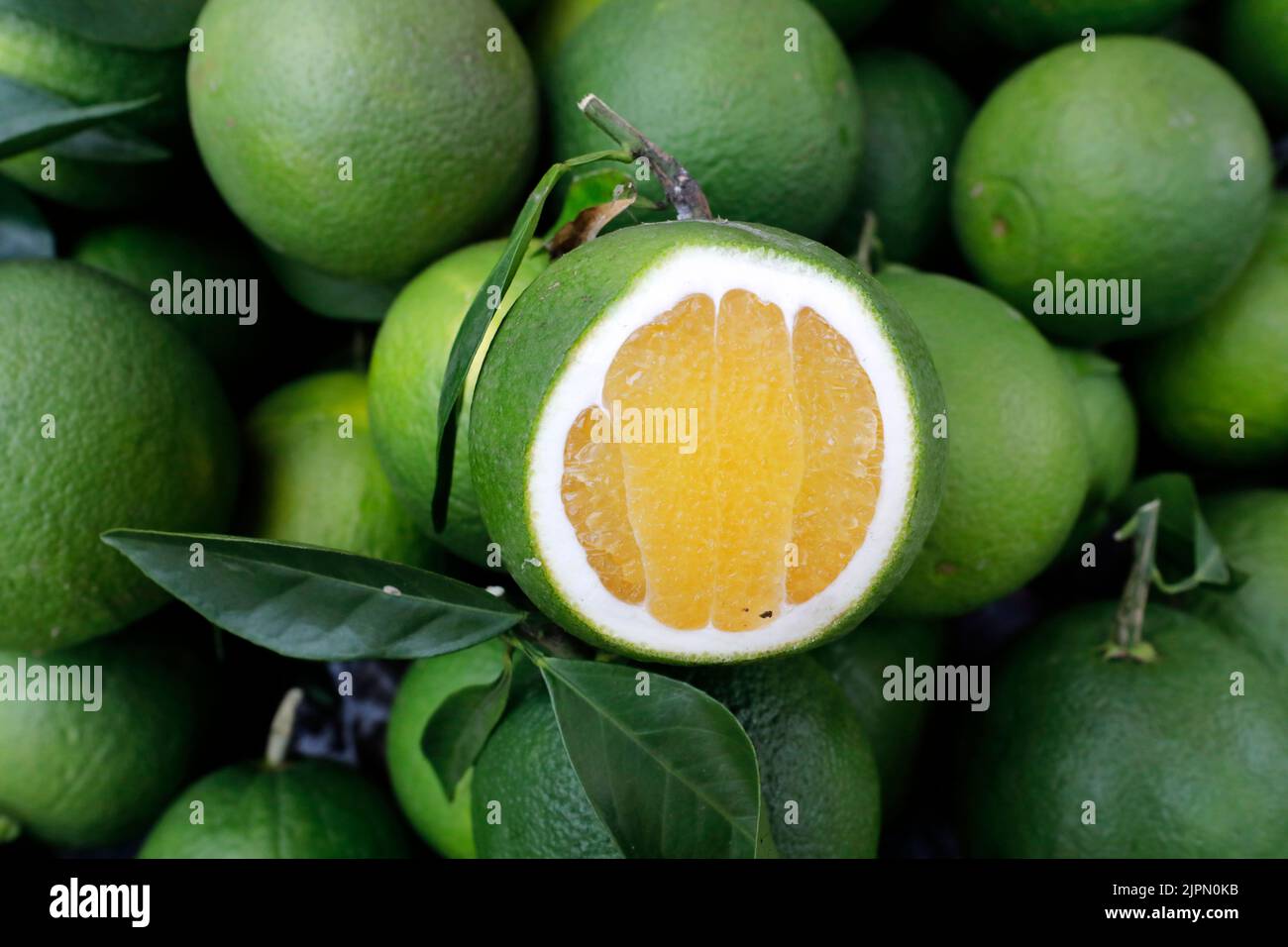 Dhaka, Bangladesh August 17, 2022 The farming of Malta, a juicy