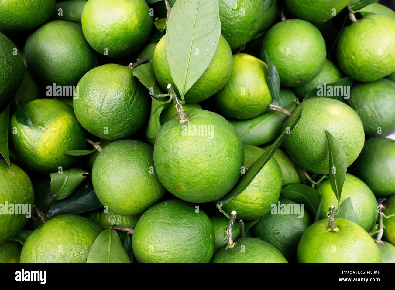 Dhaka, Bangladesh August 17, 2022 The farming of Malta, a juicy