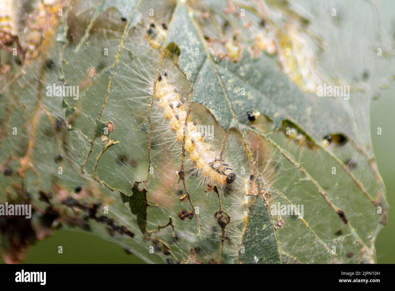 Caterpillar closeup on eaten leaf Stock Photo - Alamy