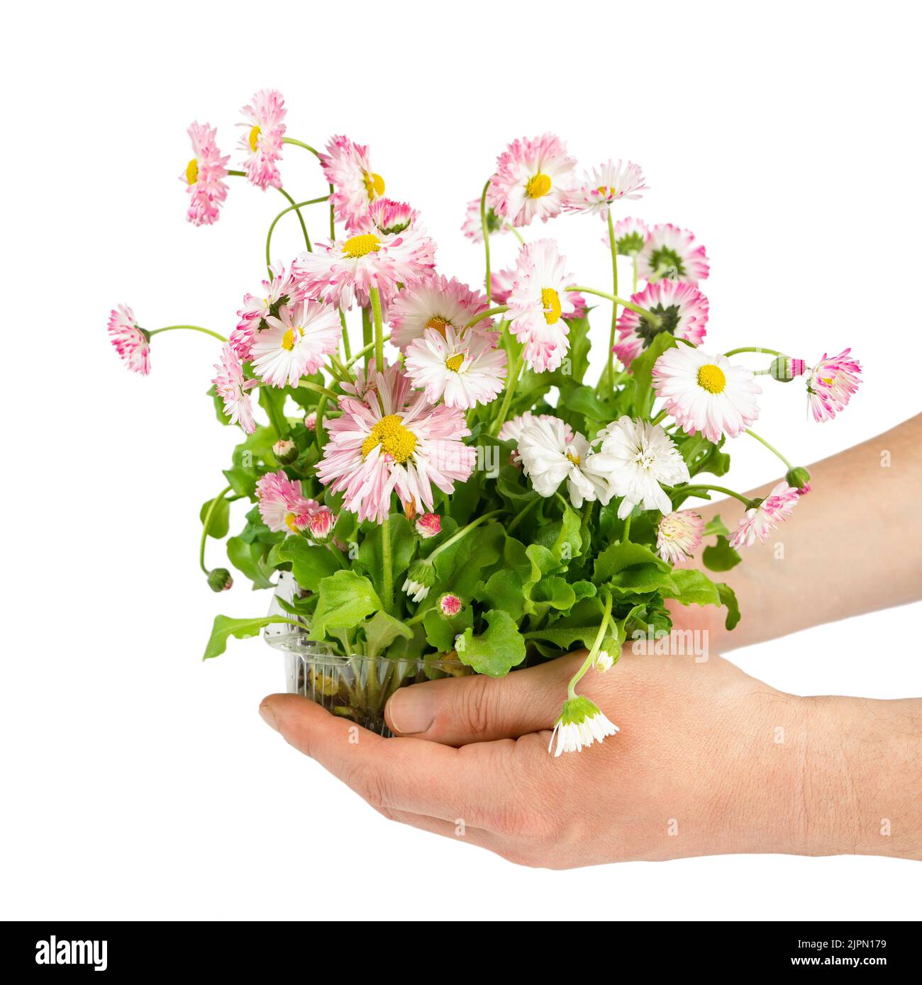 Man's hands hold pink blooming daisy seedling in plastic container isolated on white background. Sapling with roots for the garden, lush flowering pla Stock Photo