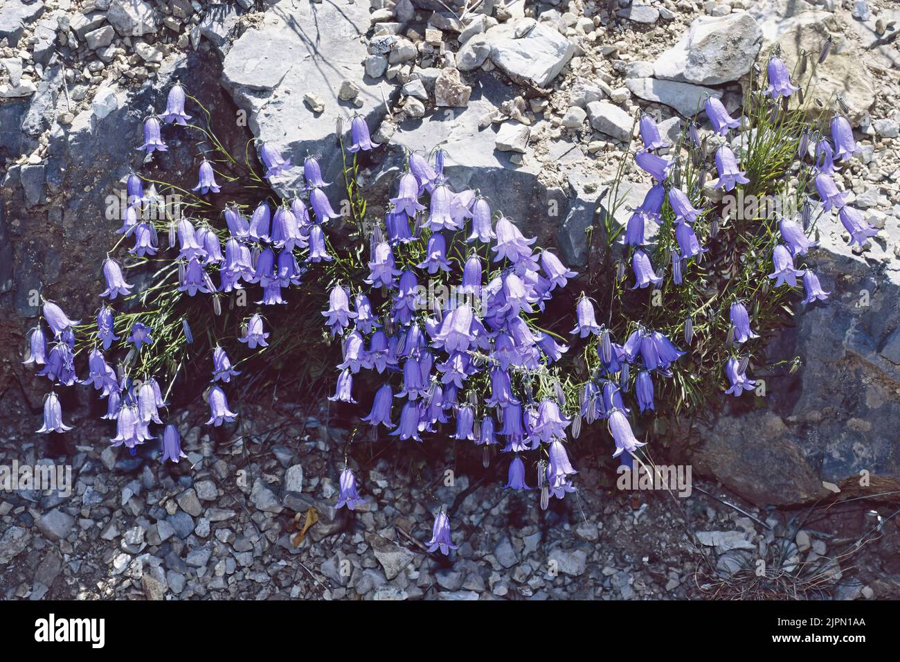 earleaf bellflower plant in full bloom, umbria, italy, late spring, Campanula cochleariifolia, Campanulaceae Stock Photo