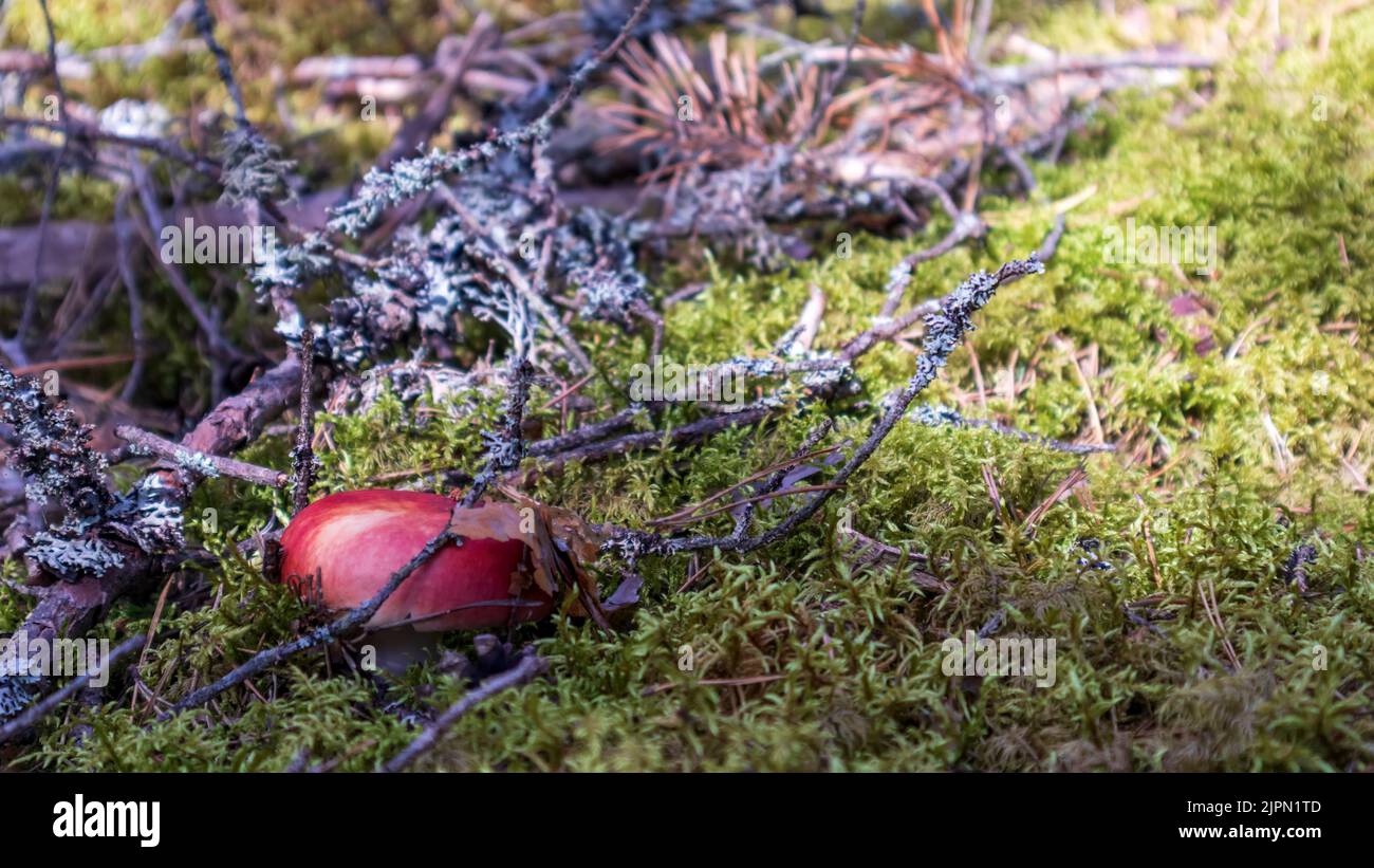 One red mushroom growing in the green mossy forest Stock Photo - Alamy
