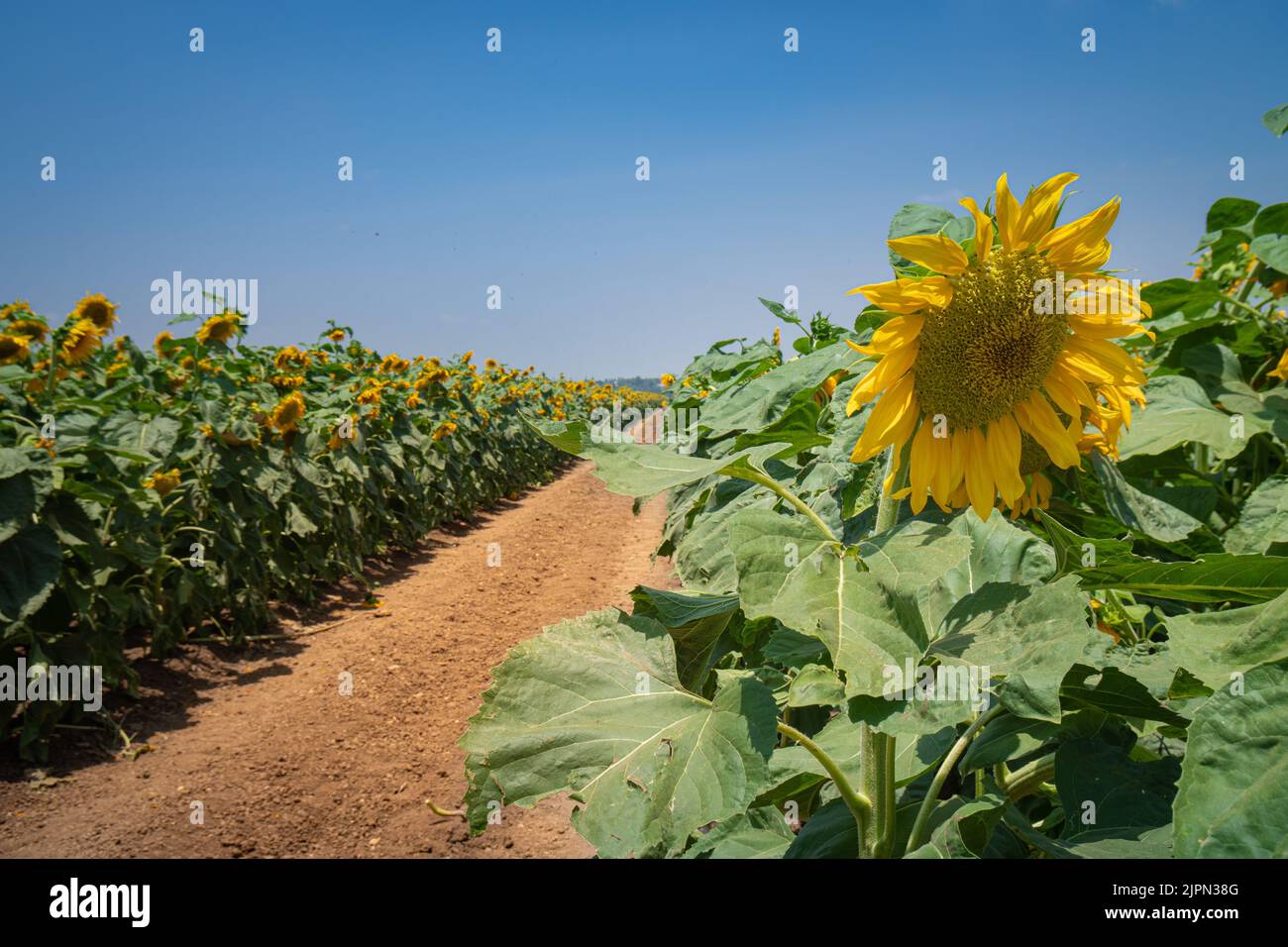A path through a sunflower field Stock Photo Alamy