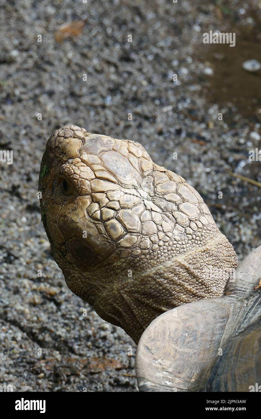 young turtle resting on rock  Stock Photo