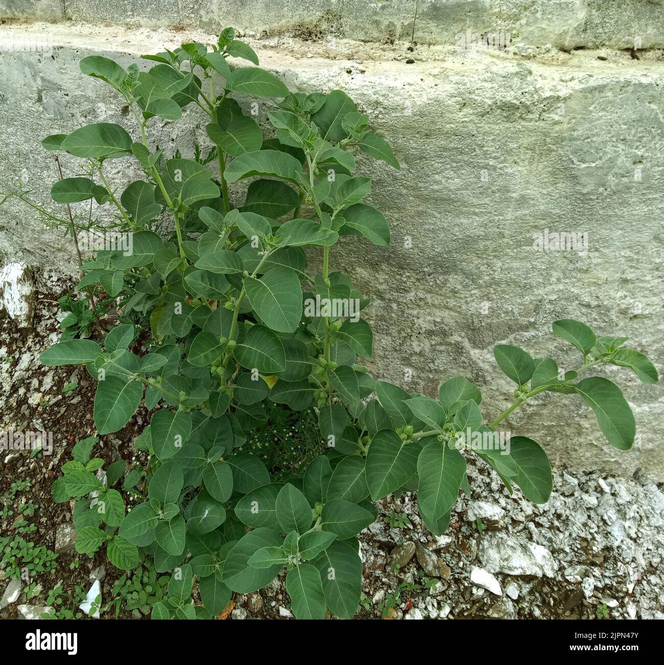 fresh herb ashwagandha plant and fruit or Withania somnifera. Stock Photo