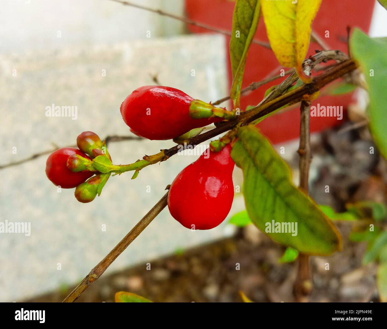 best ideas for red Pomegranate or Punica granatum baby fruit farming. Stock Photo