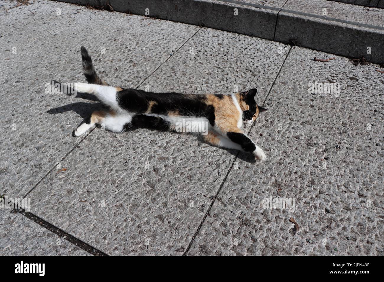 Oslo cat hi-res stock photography and images - Alamy