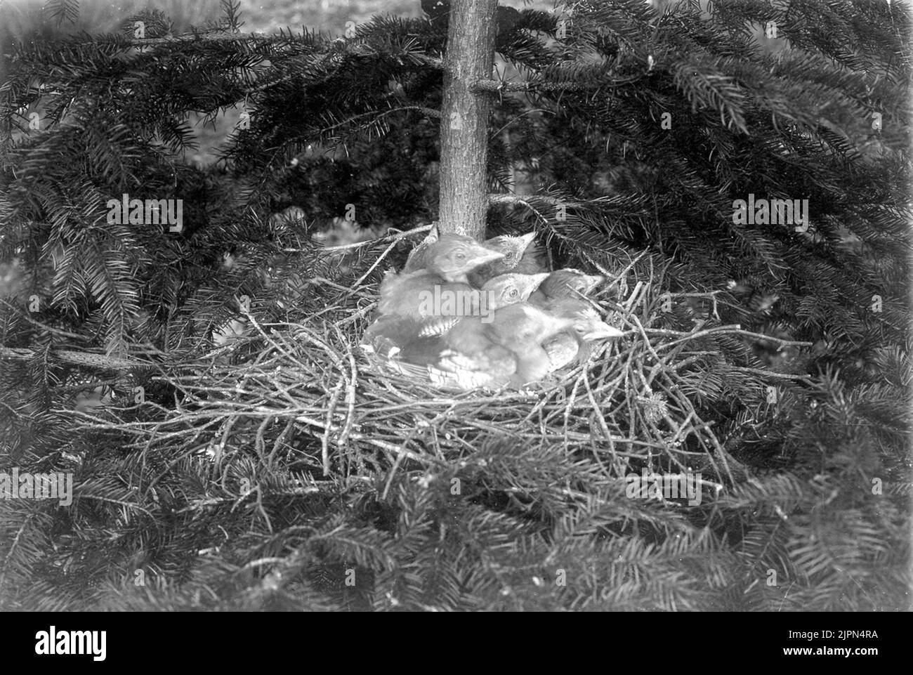 Bird's nest with kids, nut screams, Gárrulus G.glandárius. Photographed on June 81906 Fågelbo med ungar, Nötskrika, Gárrulus g.glandárius. Fotograferat den 8 Juni1906 Stock Photo