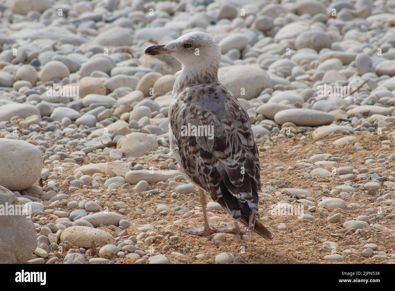 A seagull walking on the beach. Stock Photo