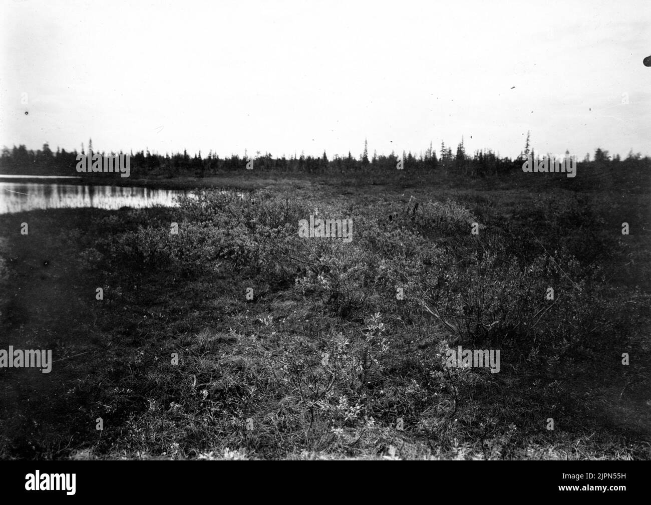 Stay for Sävparv, Emberiza Schoeniclus nesting site Videbuskage 19/6