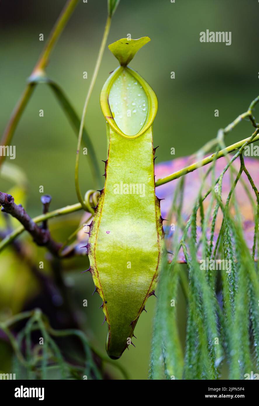 Carnivorous Pitcher plant Nepenthes in the wild. Lore Lindu National Park, Sulawesi, Indonesia. Stock Photo