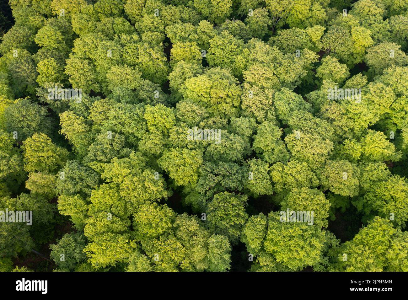 France, Seine Maritime, Incheville, Eu forest, beeches forest, European beech (Fagus sylvatica) (aerial view) // France, Seine-Maritime (76), Inchevil Stock Photo