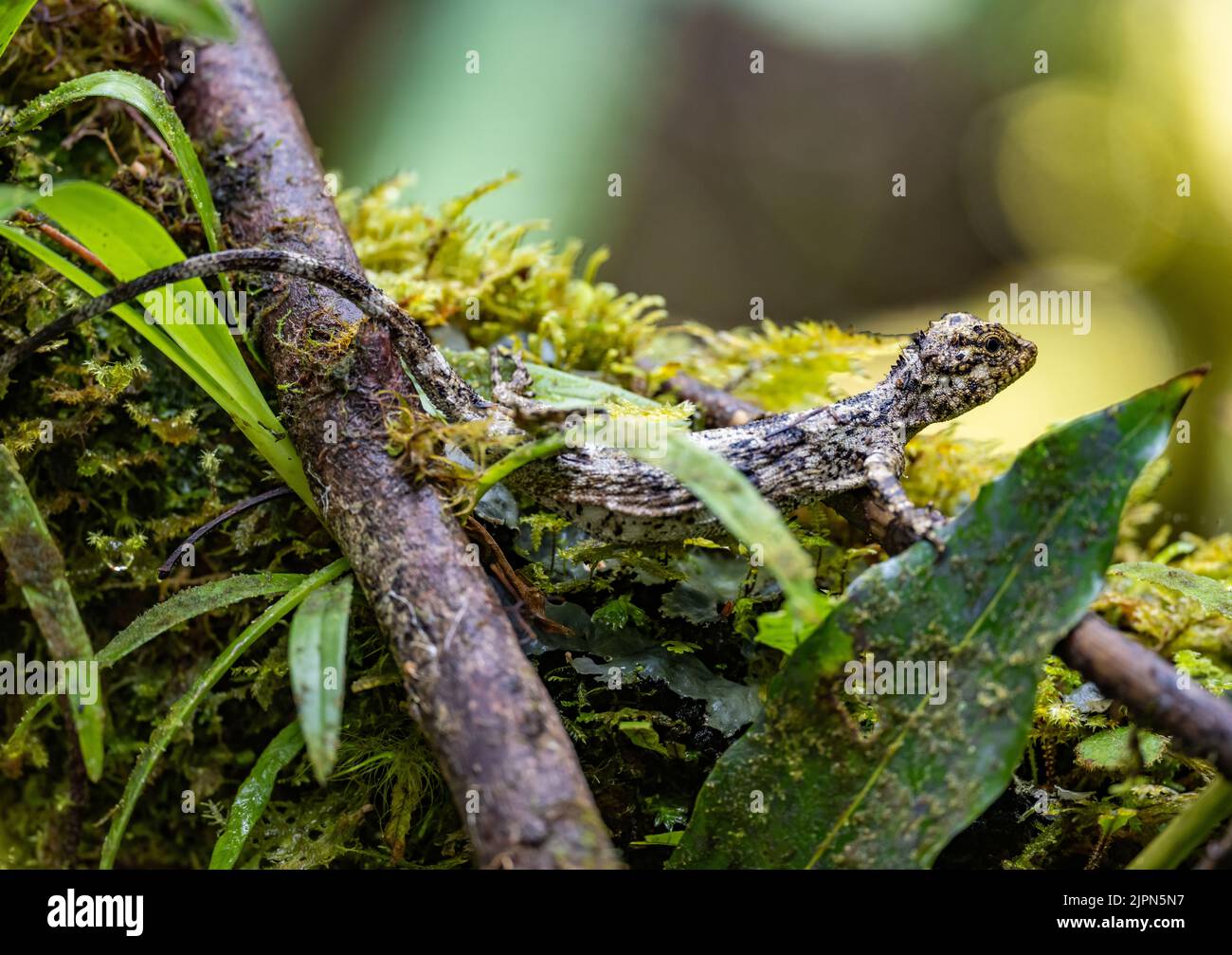 A Sulawesi Lined Gliding Lizard (Draco spilonotus) on a mossy branch. Lore Lindu National Park, Sulawesi, Indonesia. Stock Photo