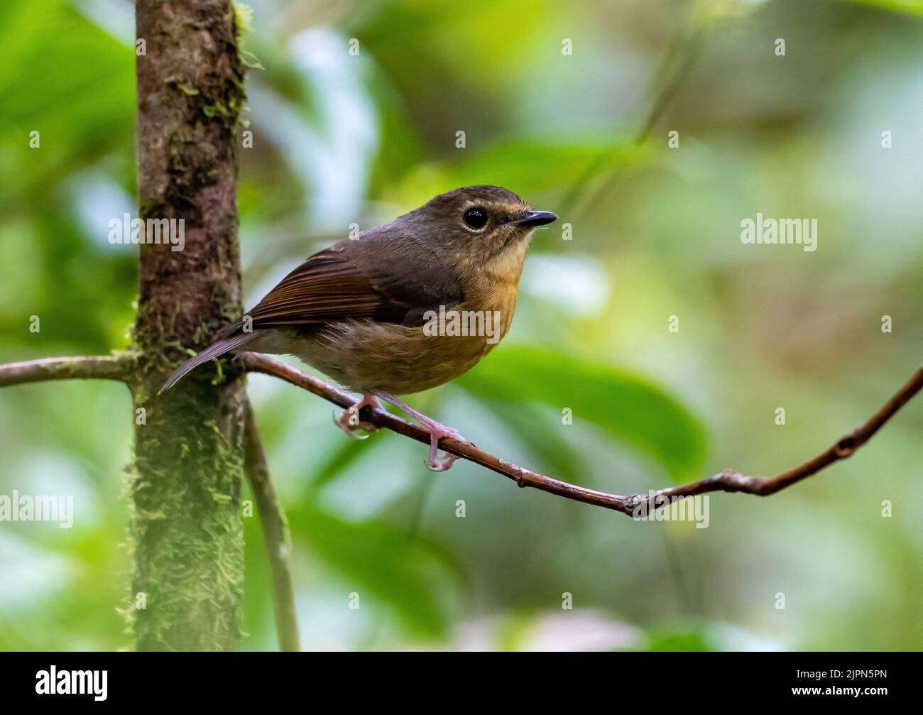 A Snowy-browed Flycatcher (Ficedula hyperythra) perched on a branch. Sulawesi, Indonesia. Stock Photo